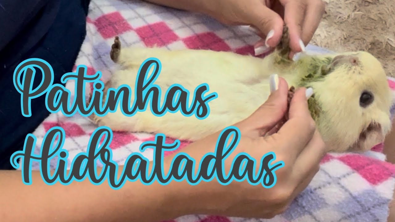 Como hidratar as patinhas dos porquinhos da Índia e o porquê