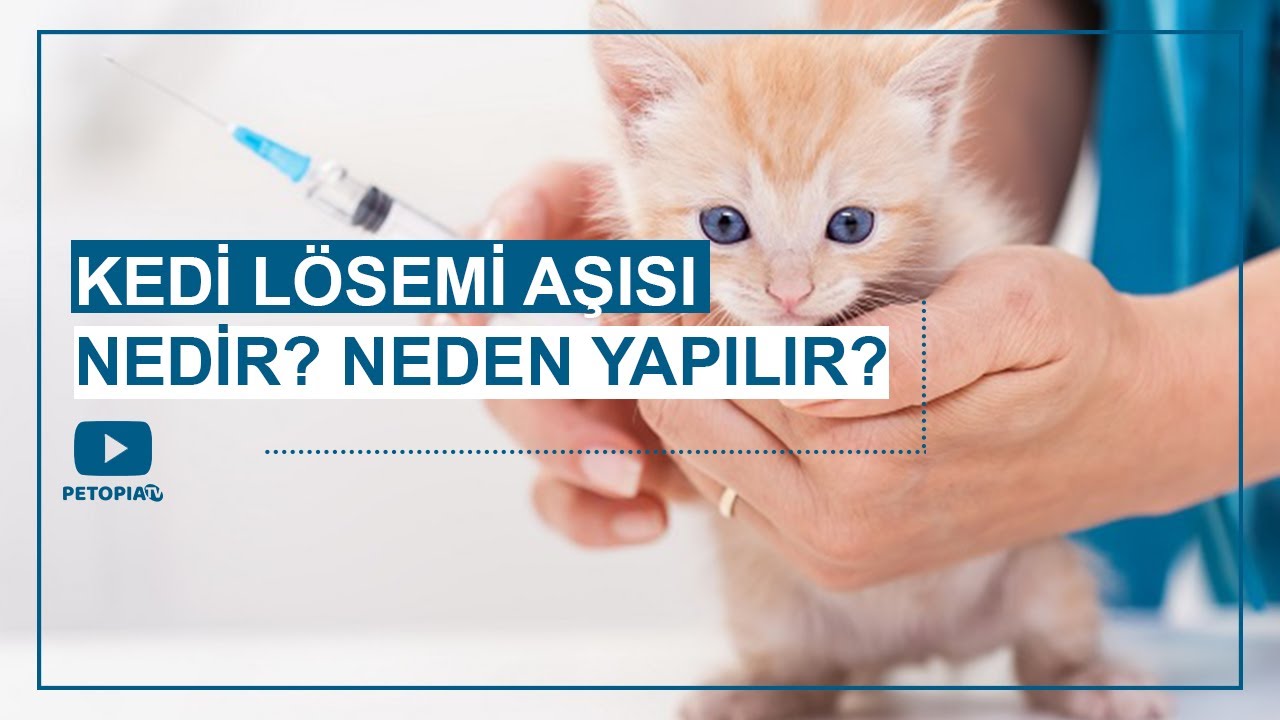 Kedi Lösemi(FeLV ) Aşısı Nedir? Neden Yapılır? [Detaylı Anlatım]