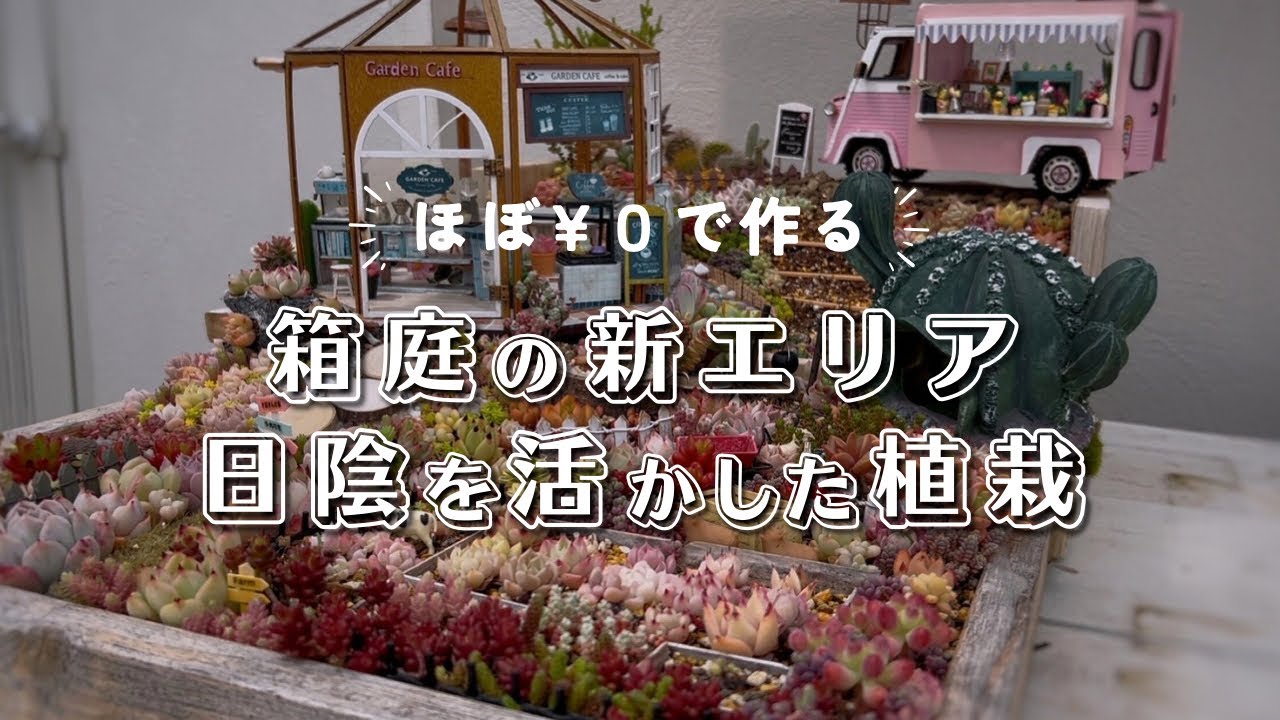材料費ほぼ¥0で作る箱庭の新エリアは日陰 | 多肉植物 | エケベリア | セダム