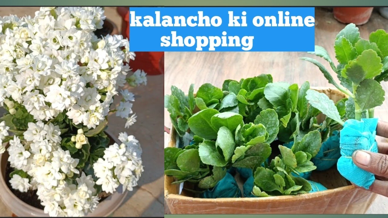 kalancho Plant की unboxing Video 📸