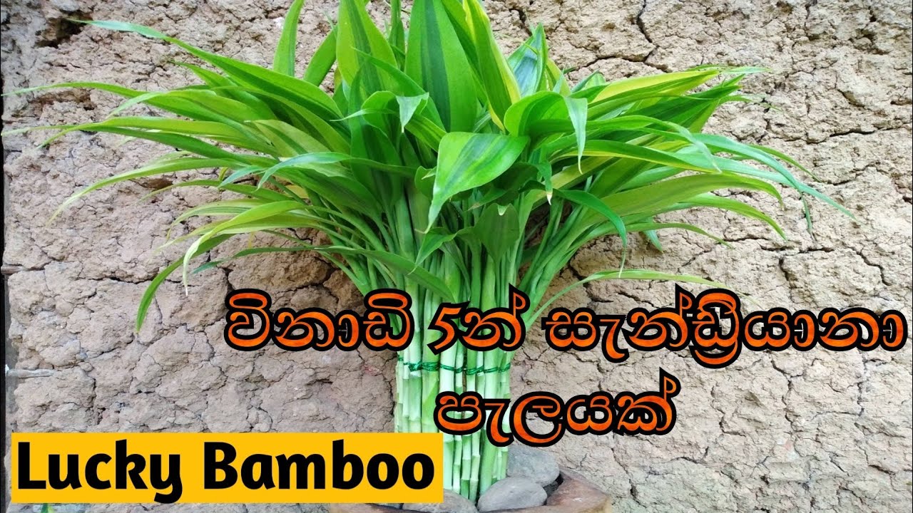 Lucky bamboo plant decoration 😍2 |සැන්ඩ්‍රියානා පැලයක් ලේසියෙන්ම හදමුද?