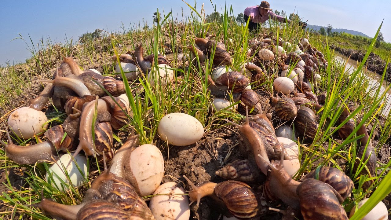 Harvest a lot of snails and eggs in the rice field by hand a female farmer