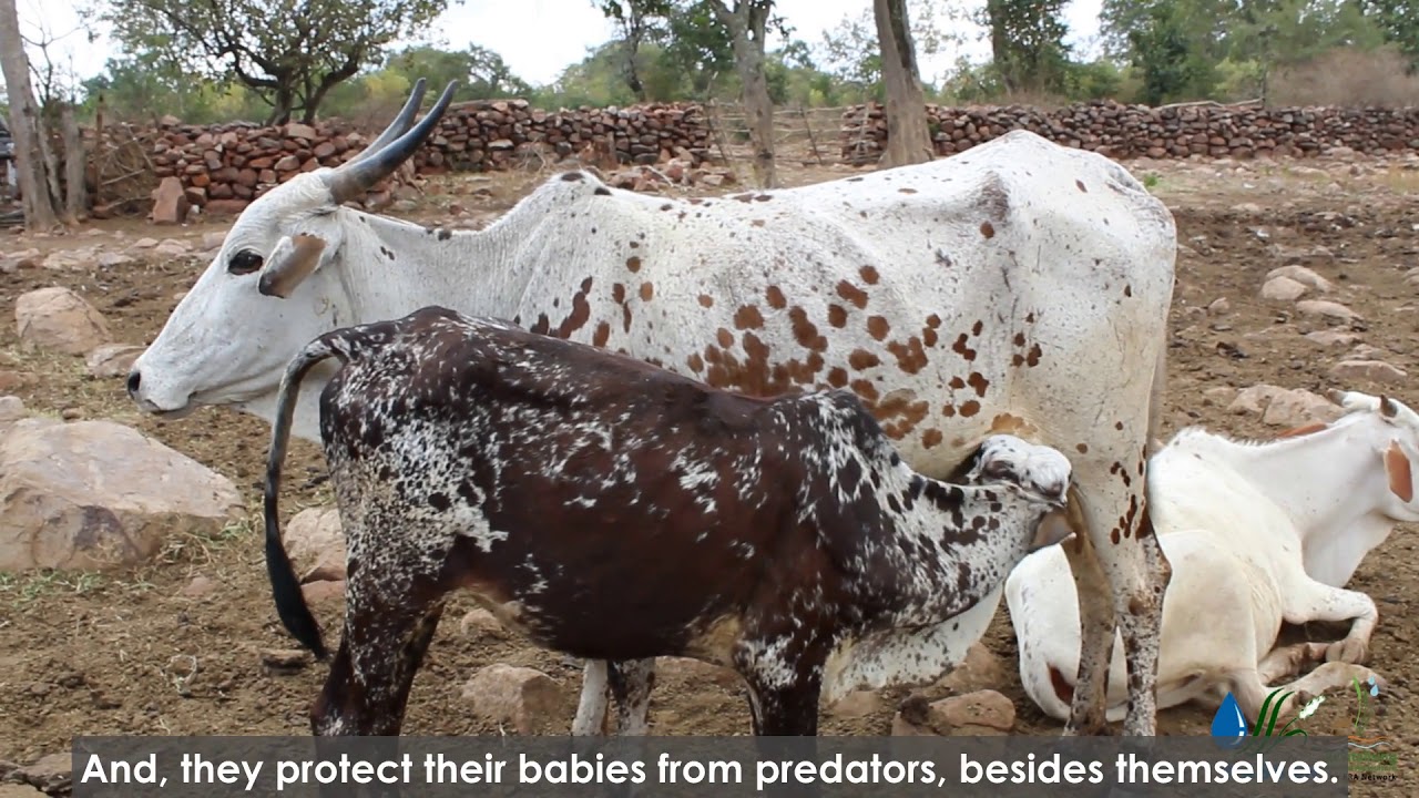 Poda Thurupu - The Cattle of Telangana