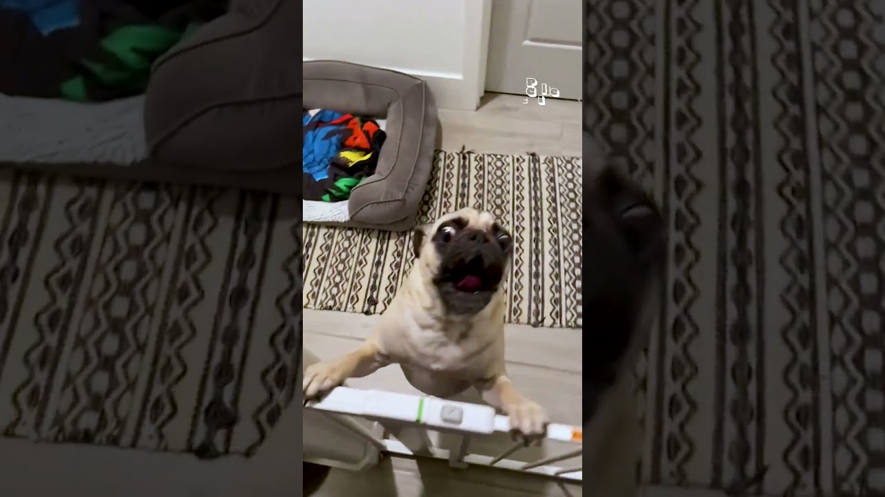 Super Crazy Pets | FUNNIEST Animals You Have Ever Seen