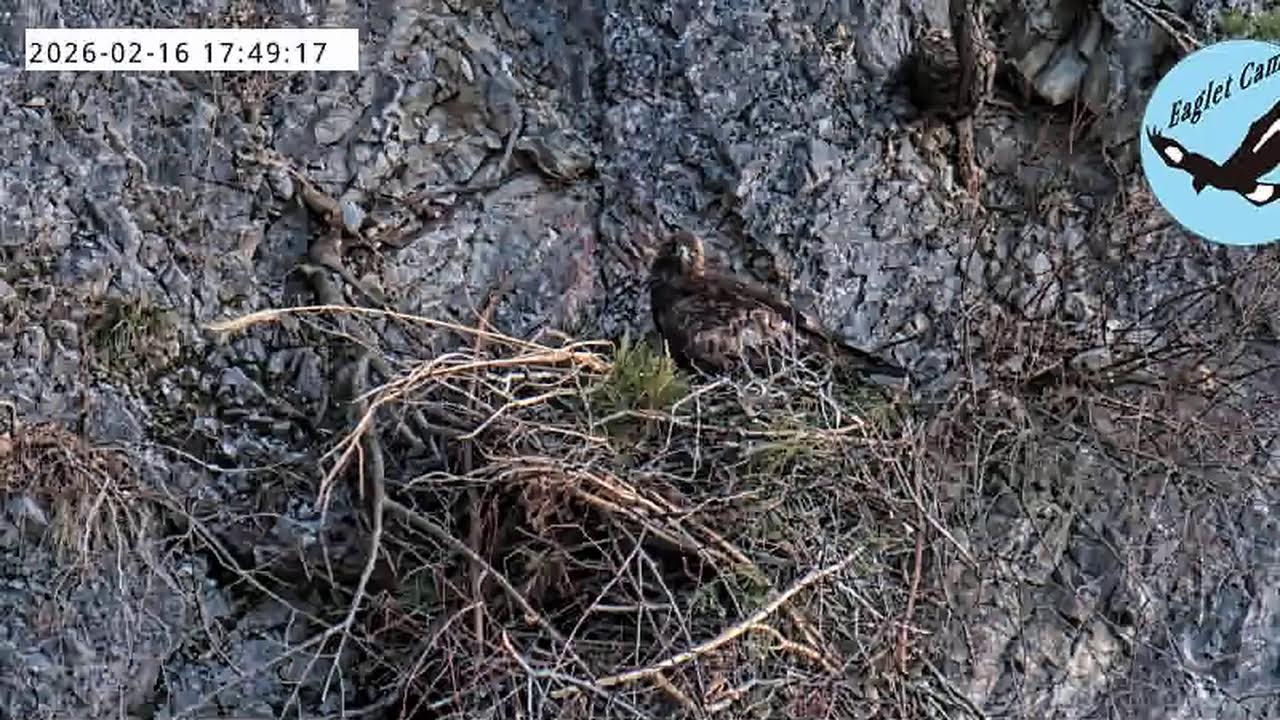 伊吹山のイヌワシ子育てライブC1 2026-02-16_Vol.2 Remote Live Streaming of Golden Eagles in Mt. Ibuki, Japan