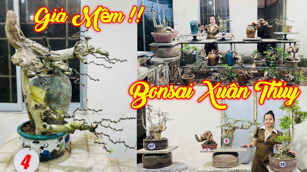 MISS XUÂN | #0967634263 | GIÁ RẤT DỄ CHƠI NHIỀU CÂY BONSAI QUÁI ĐẸP DUỐI, CÓC, LỘC VỪNG, SI ĐỎ, SAM