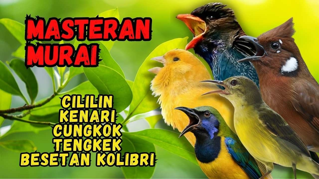 Masteran Murai Isian Cililin, Kenari, Cungkok, Tengkek, Besetan Kolibri