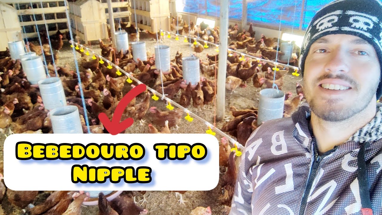 Novos bebedouros instalados com sucesso! ✔️🙏🏻 Veja se funcionaram aqui na Granja! 💦🐥🐓