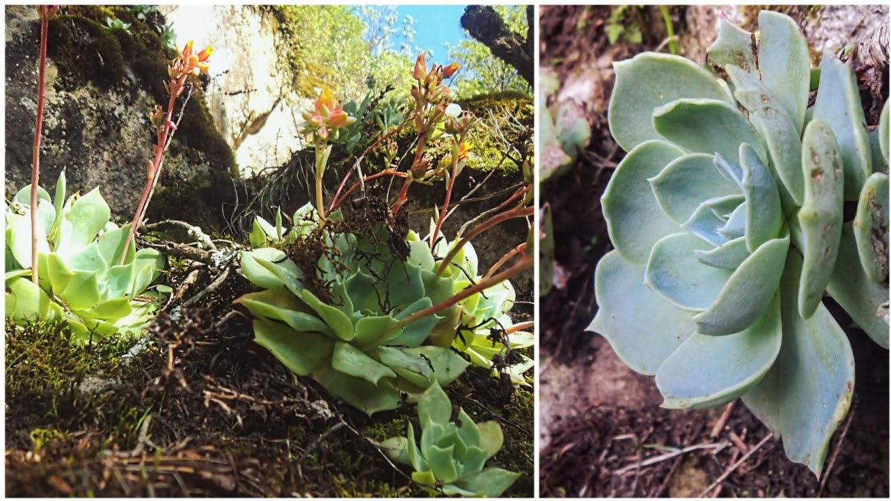 SUCULENTAS en su HÁBITAT NATURAL 🏞️ | 🌵Crecen sobre las ROCAS en medio del BOSQUE 🌳