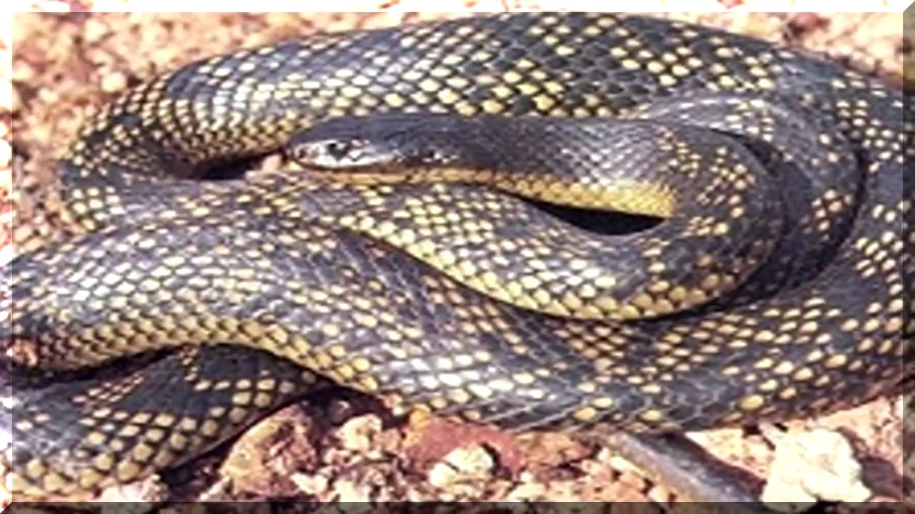 MULLEWA WA WESTERN AUSTRALIA PART 2 OF 2