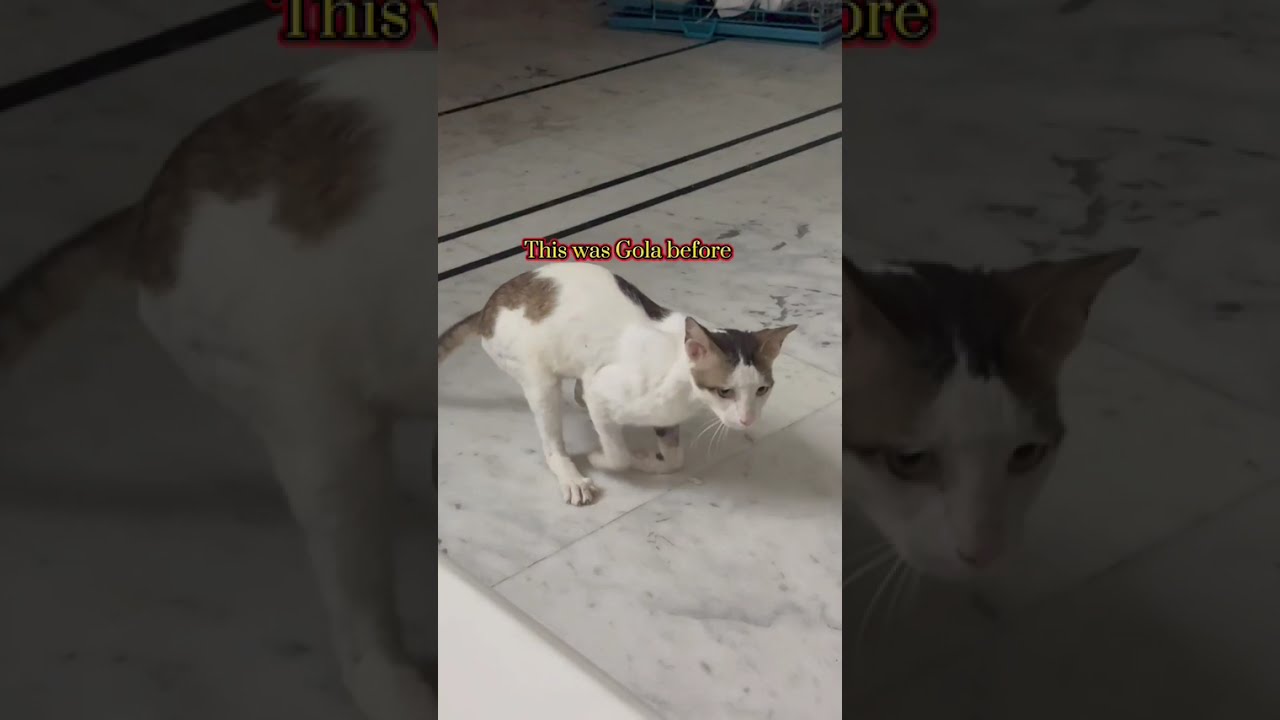 Gola #catvideos #rescues #animallovers 
