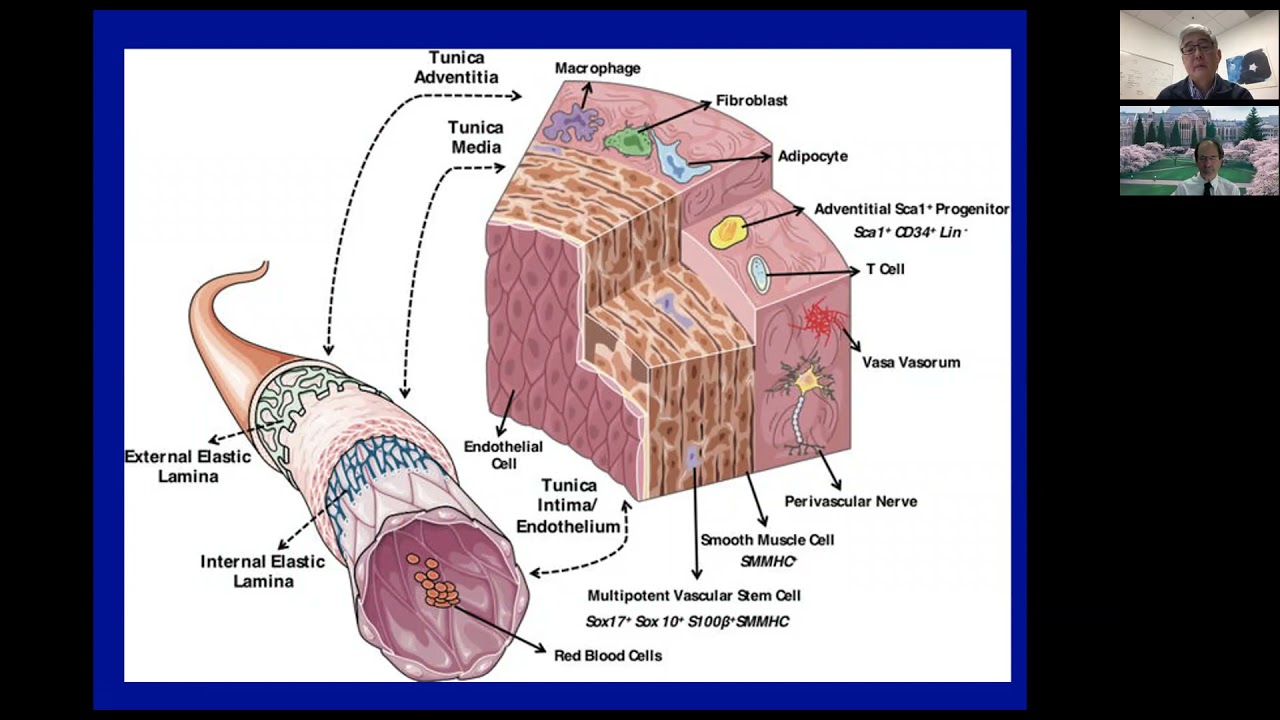 Endothelial Function and Cardiovascular Disease