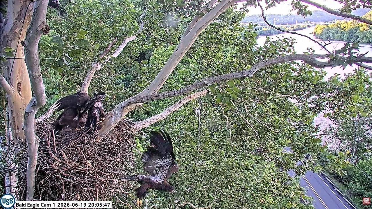 SID is the first one to fledge from the nest 🦅💐-- U S Steel Bald Eagle 2026 06 19