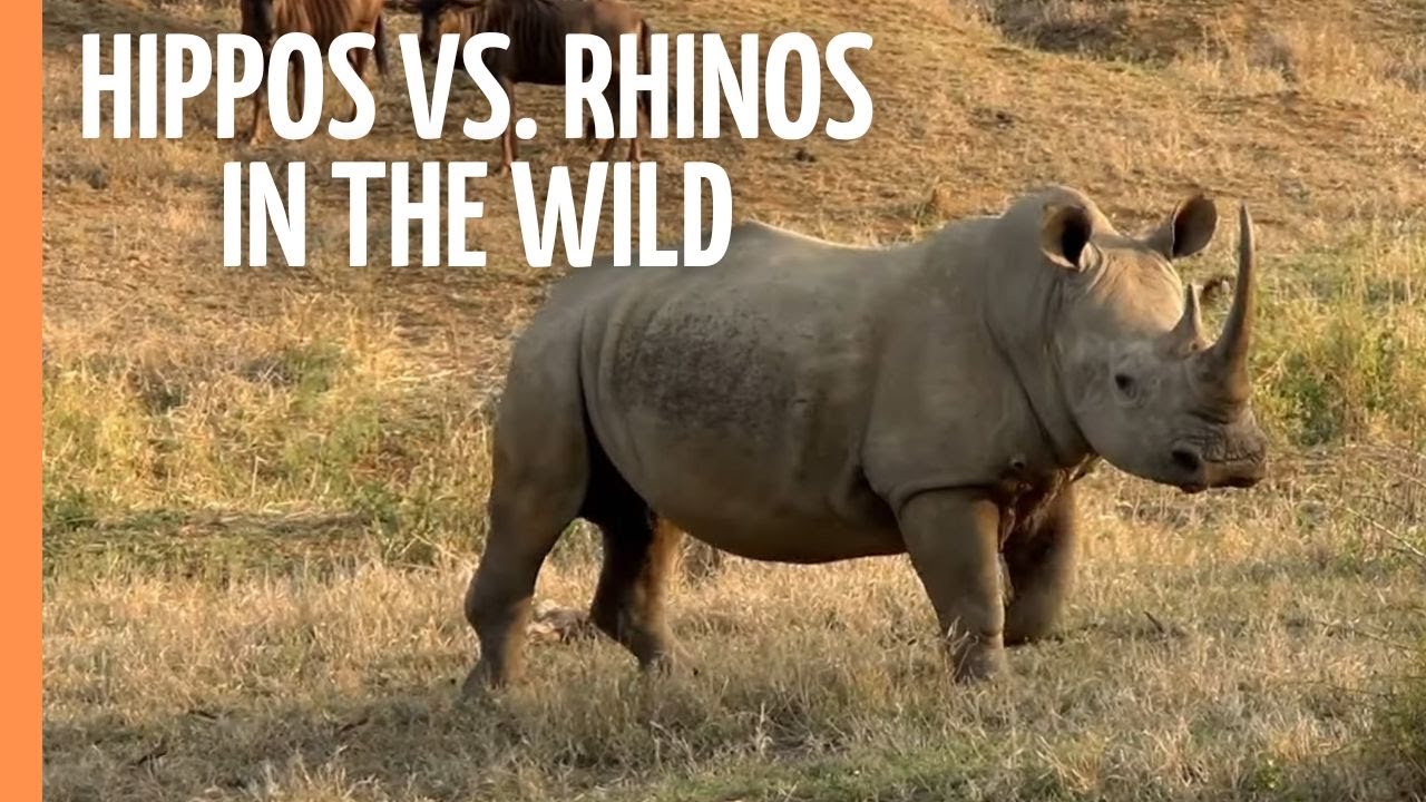 Hippos vs. Rhinos in the Wild | Full Documentary