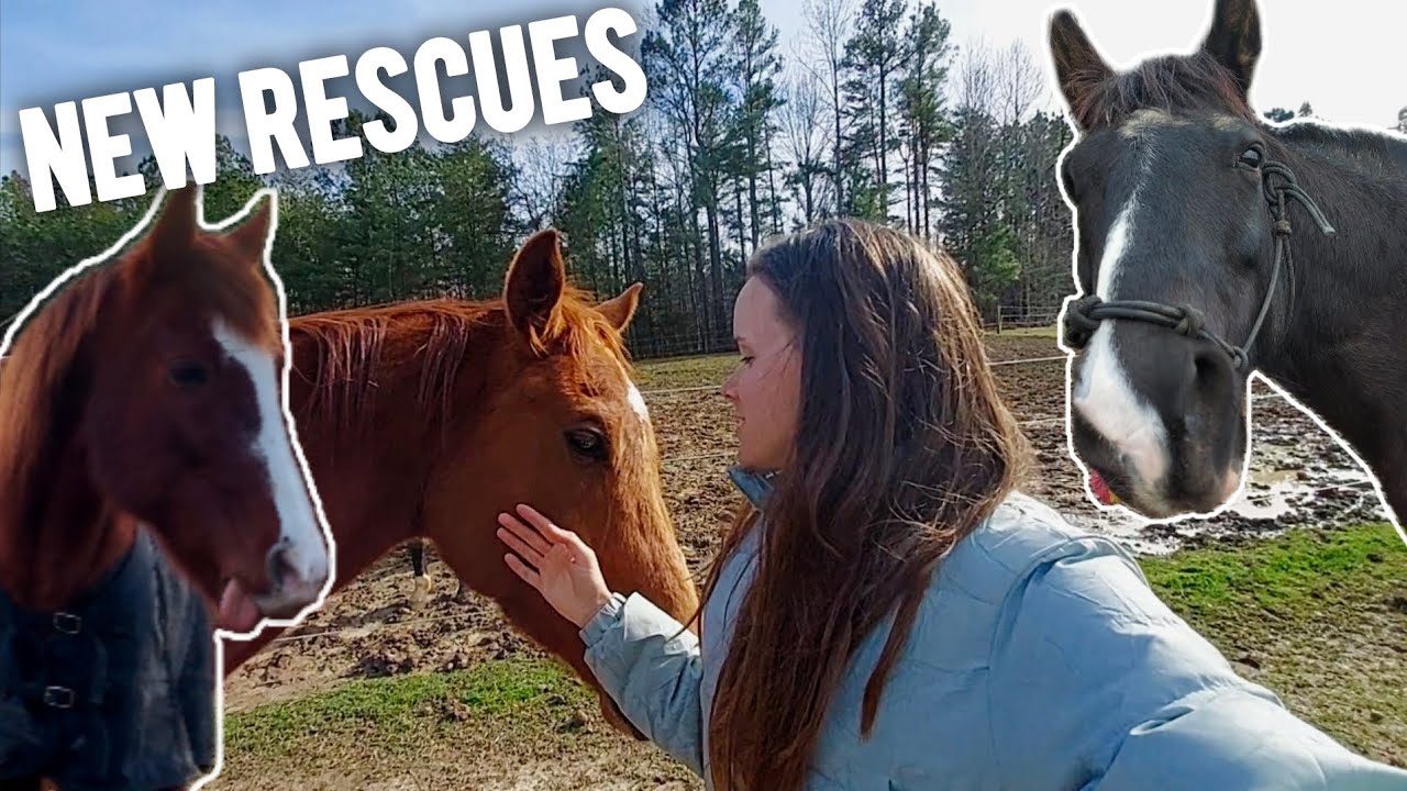 NEW Horses and Their First Rides! Recent Rescues