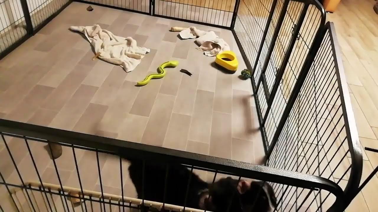 TYE and her puppies