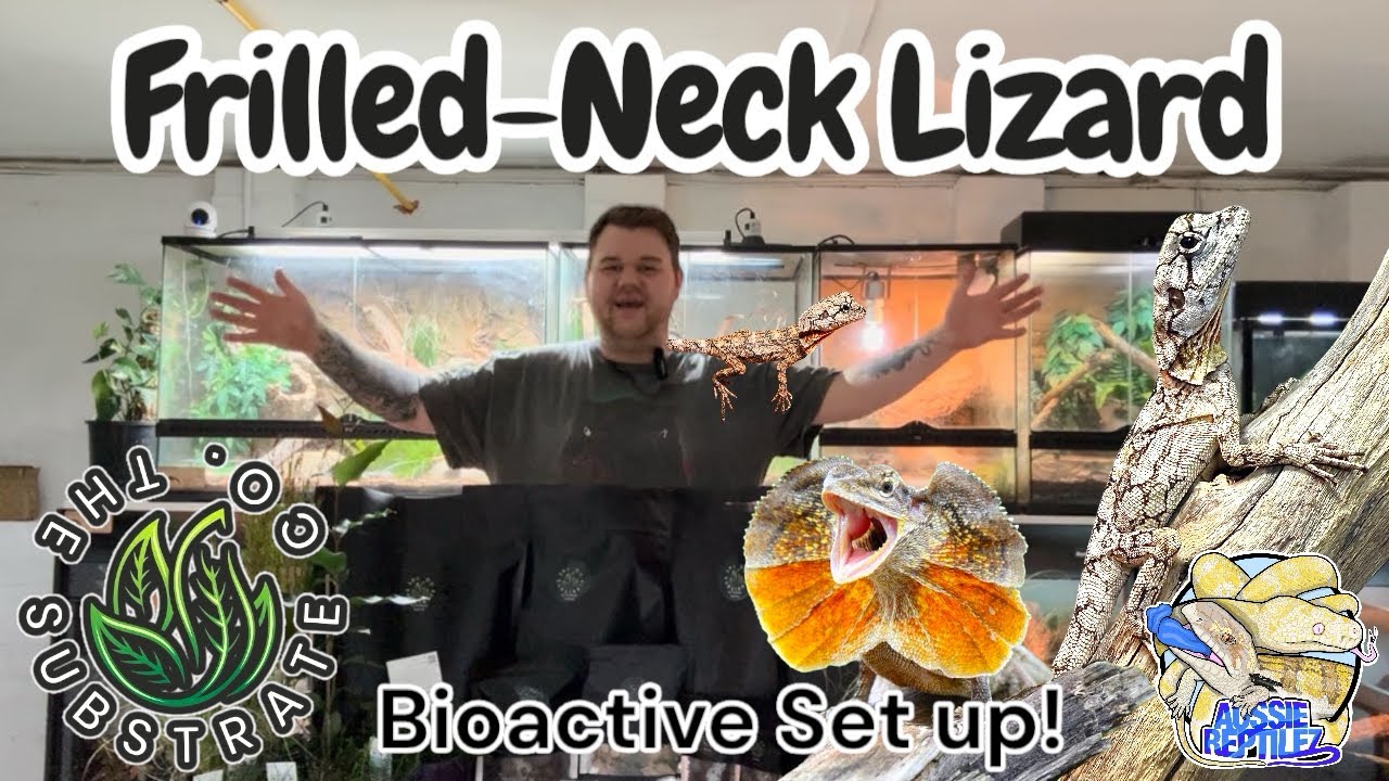 Bioactive Frilled-neck Lizard Set up!
