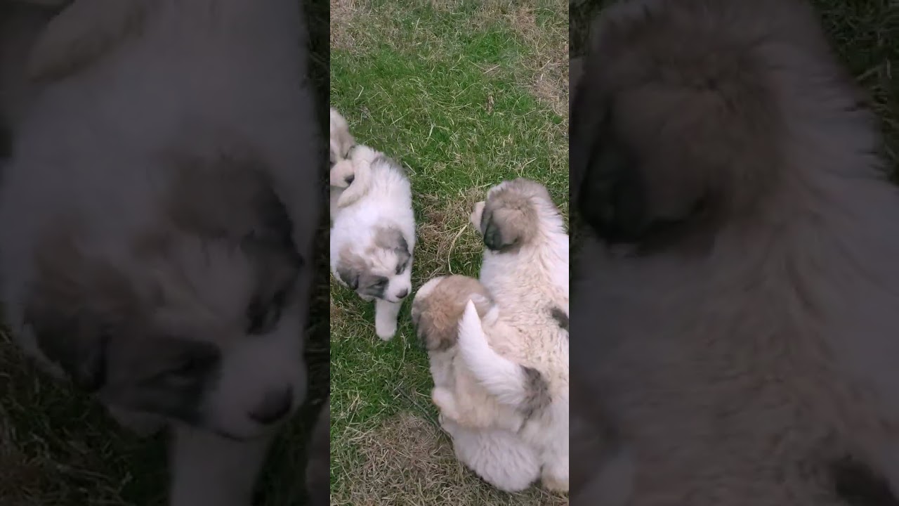 Puppies Everywhere!!