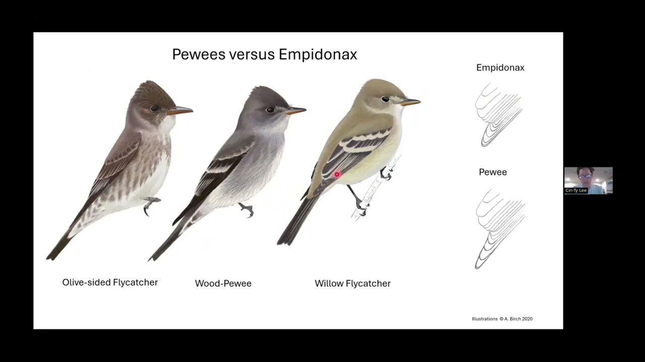 Cin-Ty Lee & Andrew Birch  - Flycatchers Demystified (Oct 2, 2025)