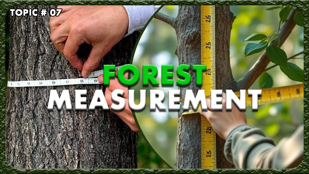 Forest Measurement || How to Measure Forest #forest #forestry #measurement #nature #youtube ...