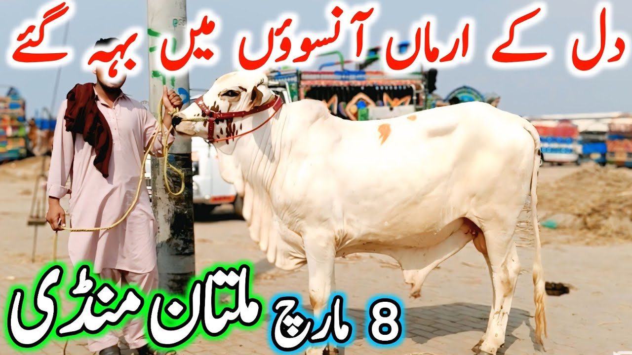 Today Multan Cow Mandi Fresh Latest Update | Cholistani Brahman Bachre Sahiwal Cows | Cow Mandi 2025