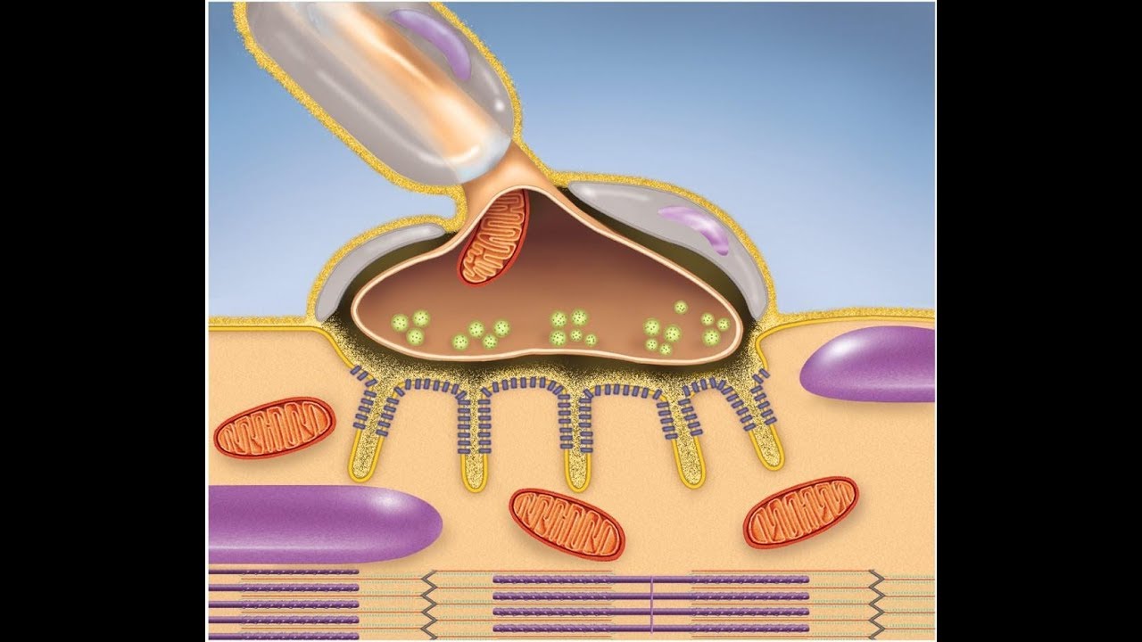 Muscular System The Neuromuscular Junction