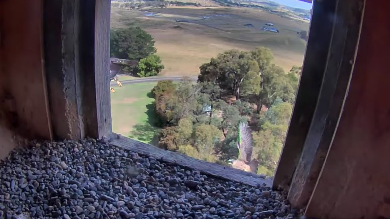 FalconCam Project - Girri's flyby ledge cam chasing Diamond!