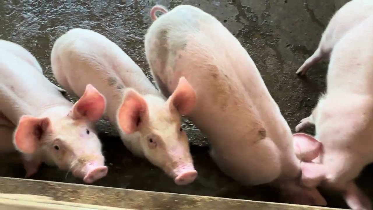 Pig Farm: Continues To Feeding For Pigs#pig #piggyroblox #pigfood #piggy #farmanimalct #pigbreeding 