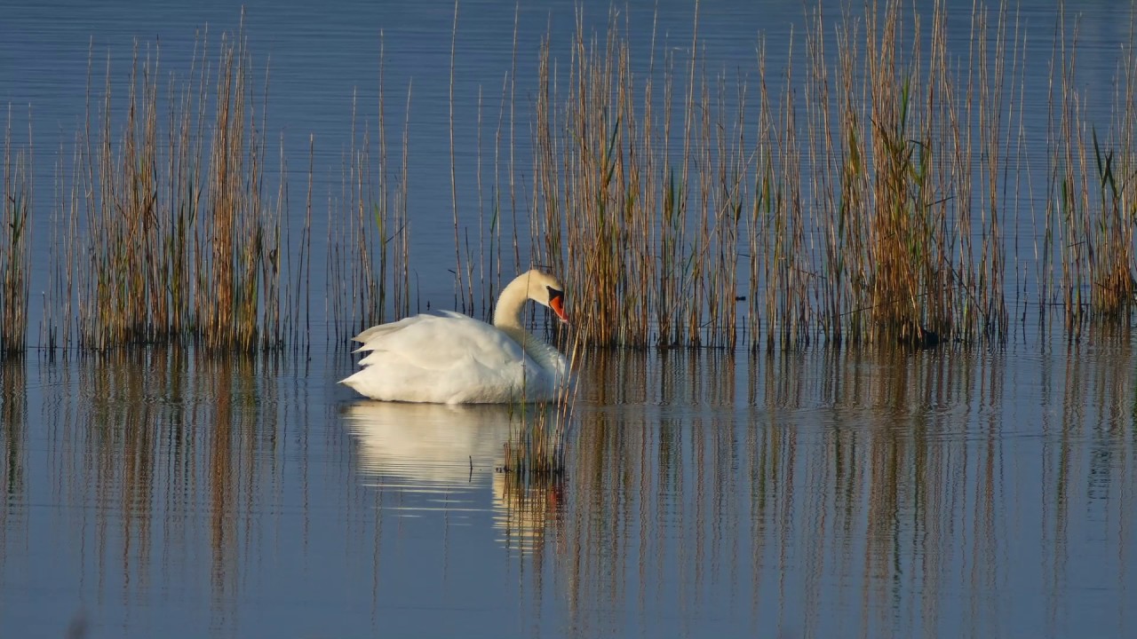 Guissény, étang du Curnic. Promenade nature