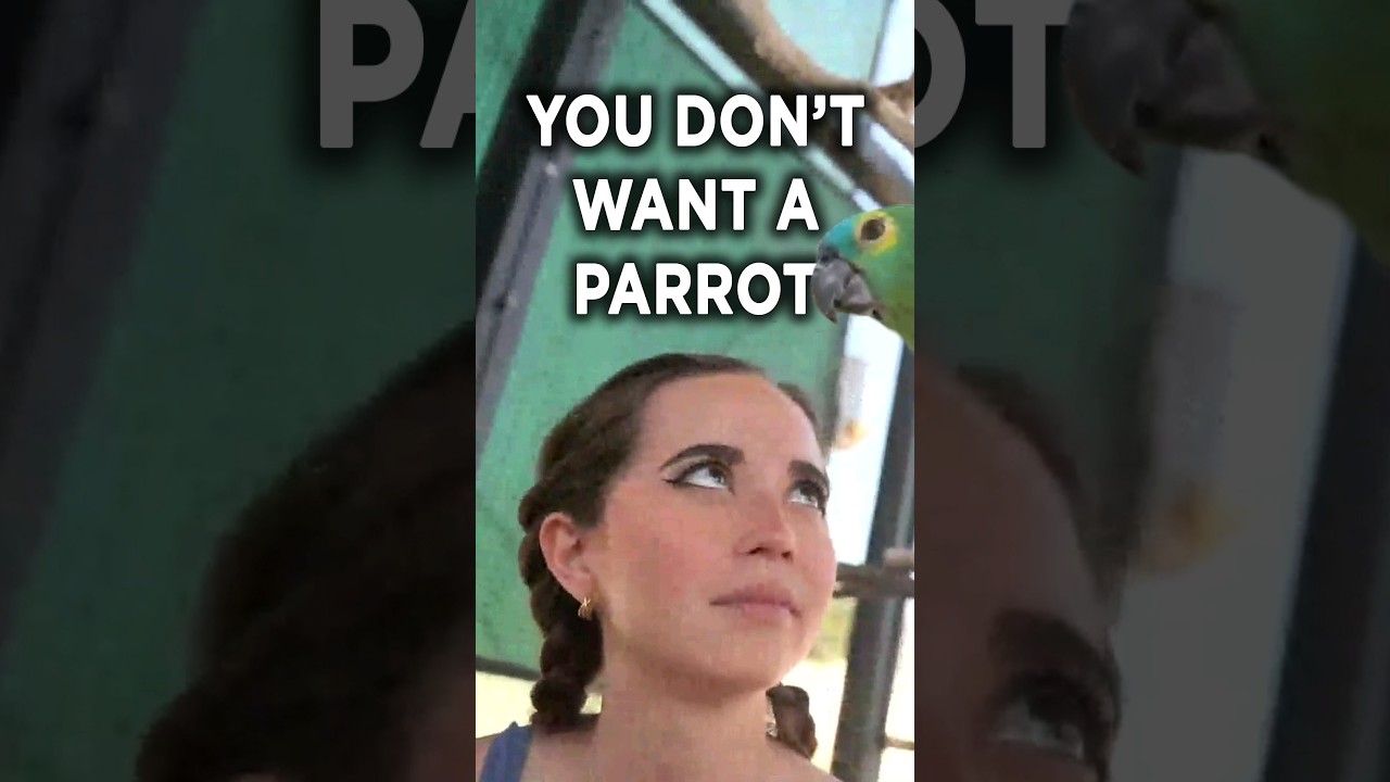 you don't want a parrot... trust me