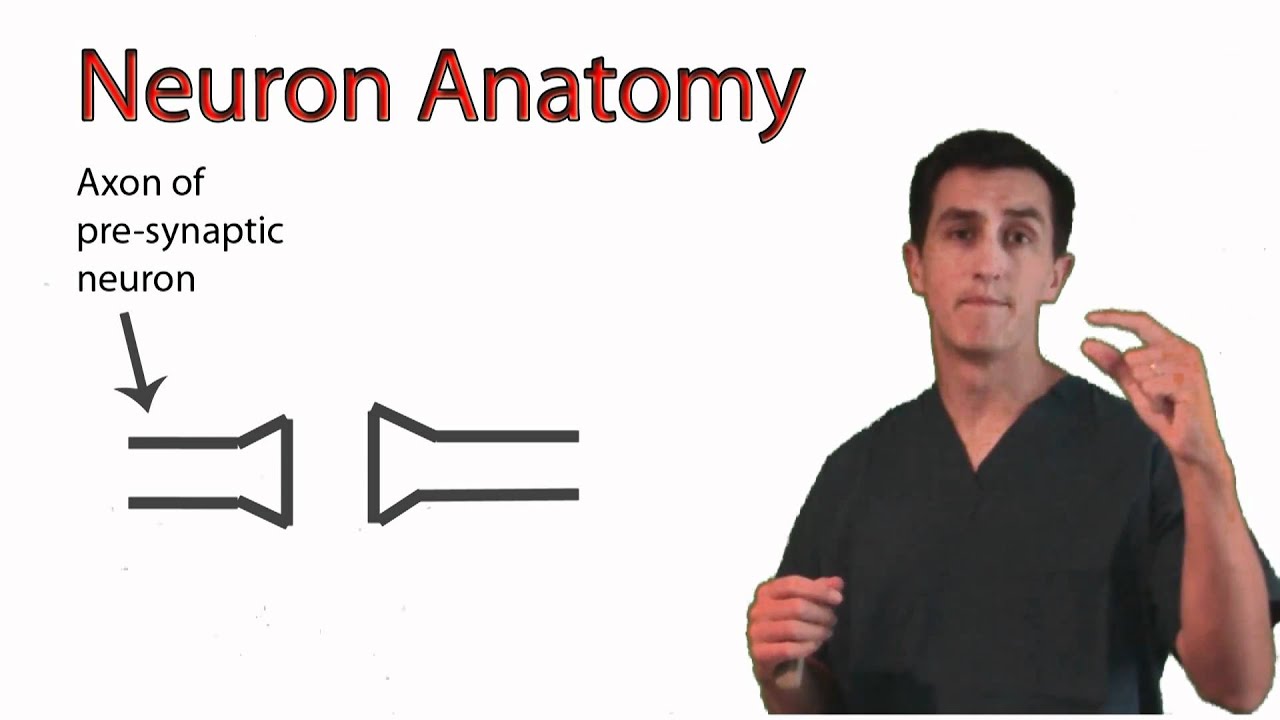 Anatomy of a Neuron