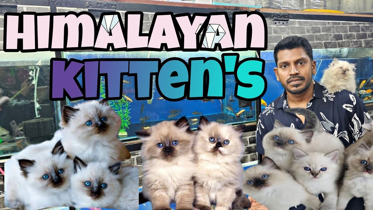 Blue Eyes Himalayan Kittens 😸 | Pure Himalayan Kitty |Persian Kittens |