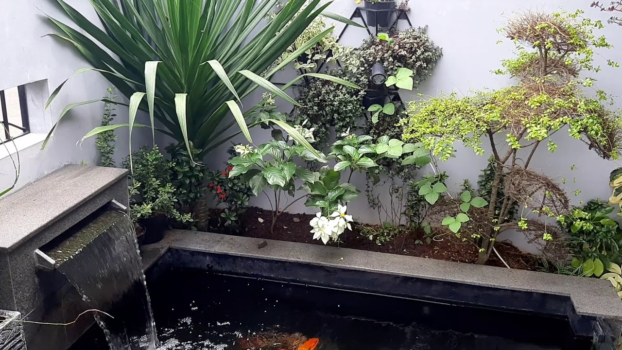 Review Chamber Filter Kolam Koi Minimalis Sebelum di Backwash