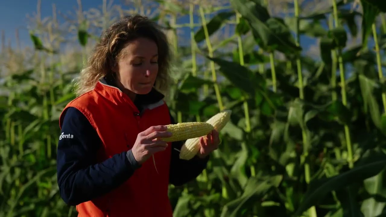 Sweet Corn portfolio, onderscheid uzelf met innovatieve rassen die nieuwe marktkansen bieden