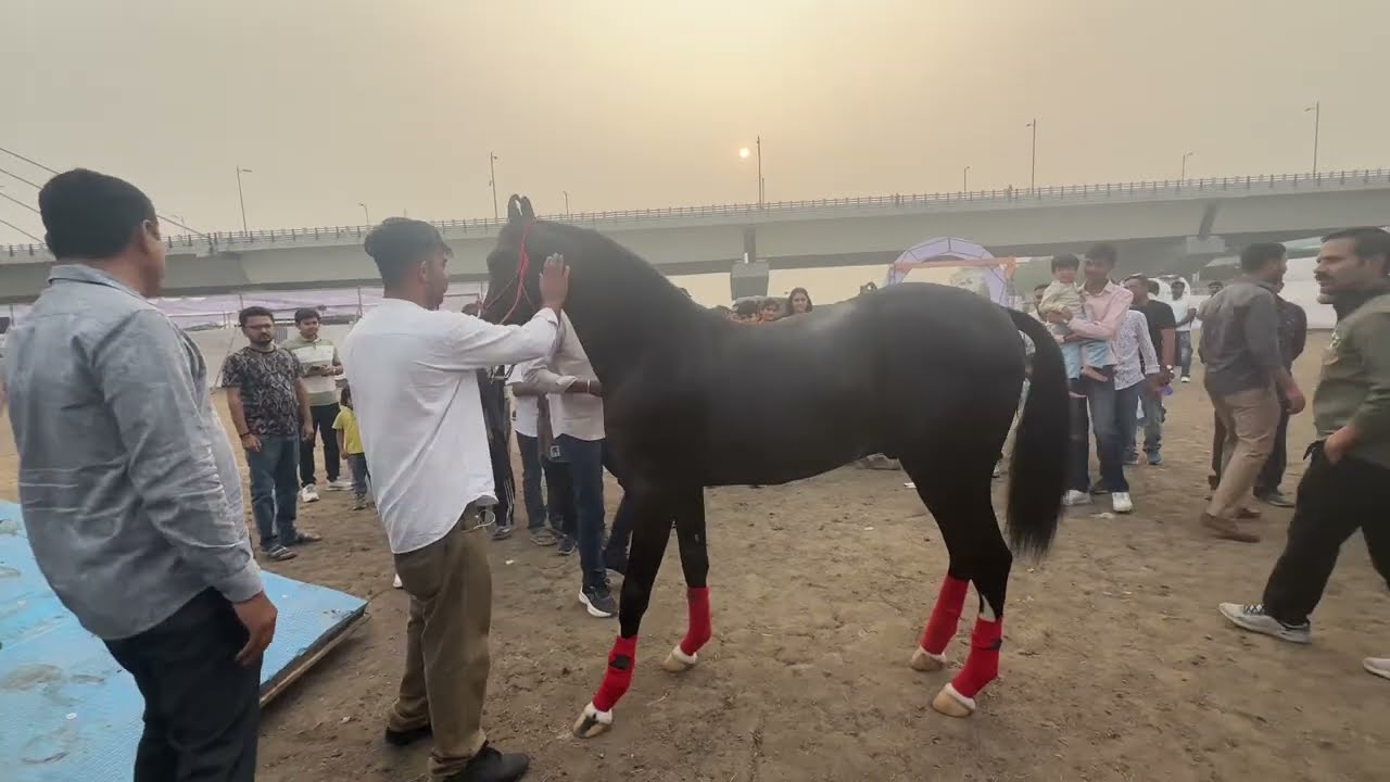 Marwari Horse Video 