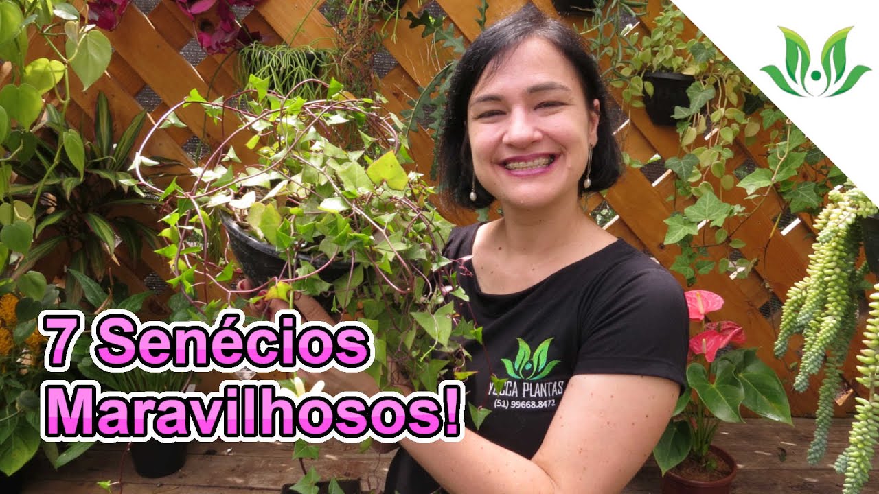 7 LINDOS Senécios