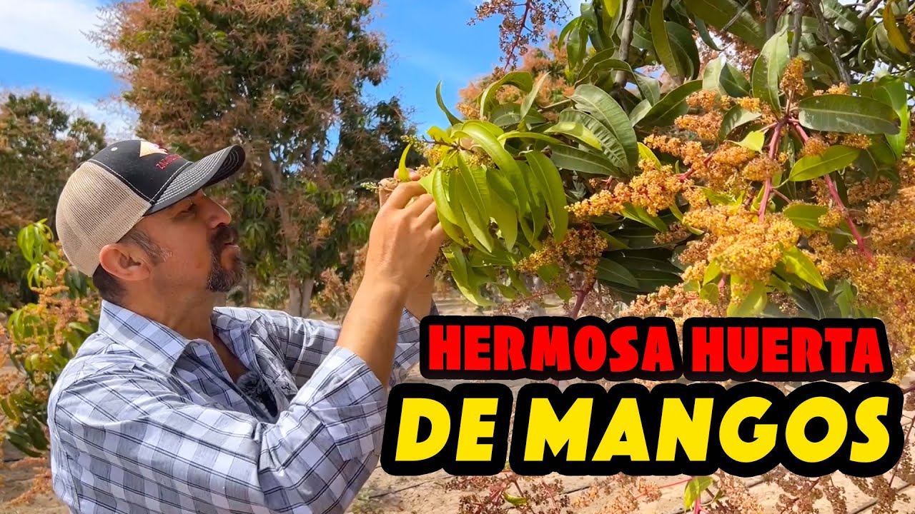 Ahora HABLEMOS DE MANGOS con El Pollo en Sinaloa