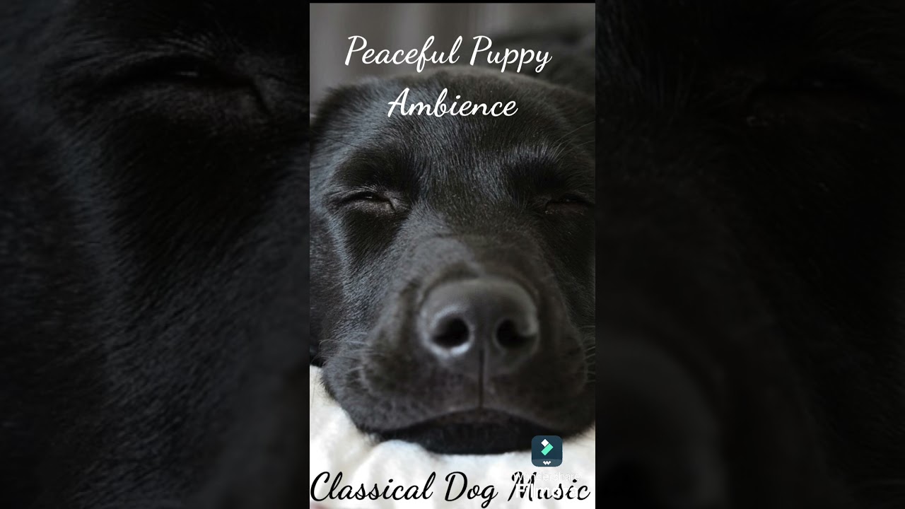 Peaceful Puppy Ambience - Dog Music Classical Instrumental 🐾