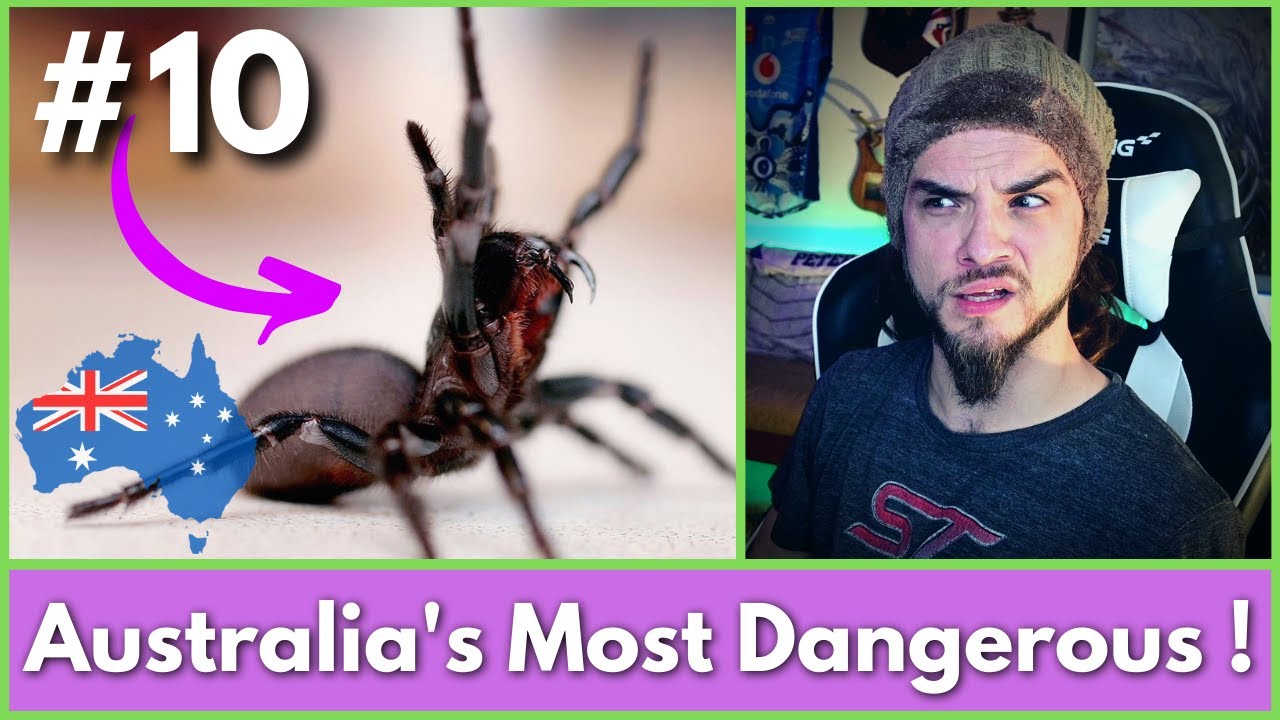 10 Most DANGEROUS Animals In AUSTRALIA! *AMERICAN REACTS*