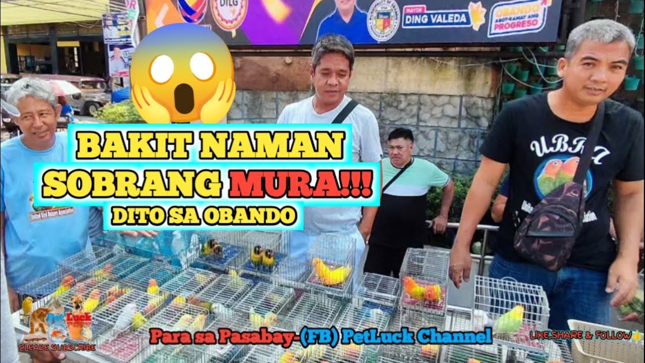 LOVEBIRDS SALE SA OBANDO BULACAN