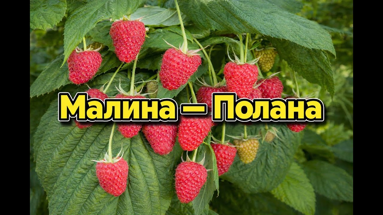 Малина Полана — секреты урожая в саду и огороде