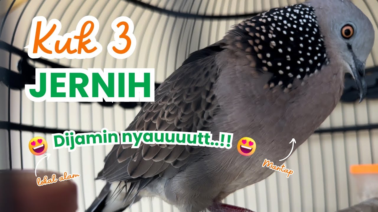3 DETIK NYAUT !!! DERKUKU KUK 3 LOKAL ALAM GACOR || Ampuh Untuk Pancingan Yang Lain