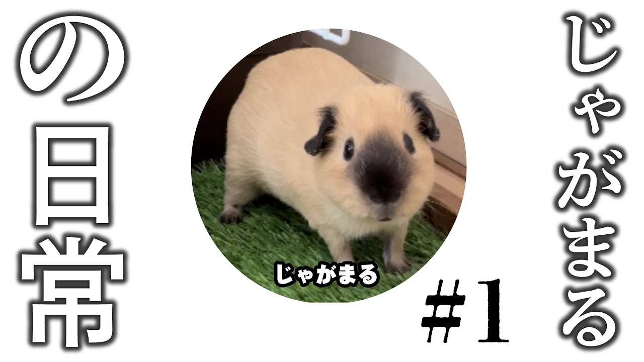 じゃがまるの日常#1