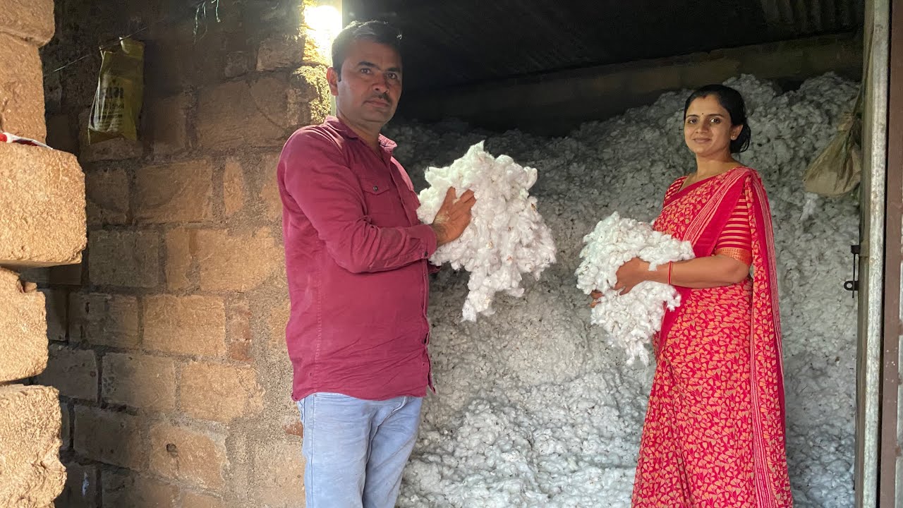 આપણે કપાસ નો ઉતારો વીઘે કેટલો આવ્યો 