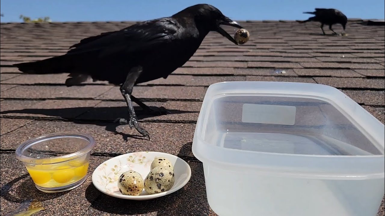 How I'm Befriending Wild Crows - Offering Quail Eggs