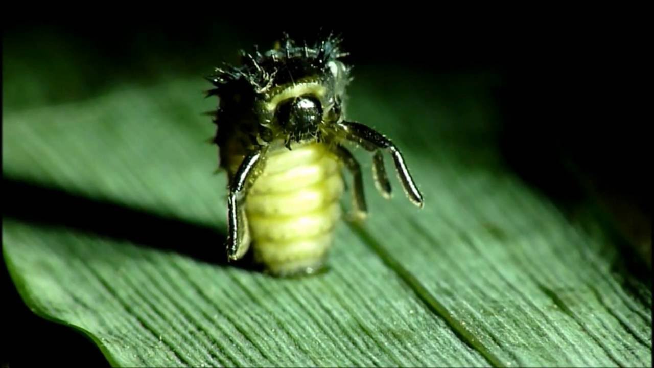 Harlequin Larvae turning into Pupa