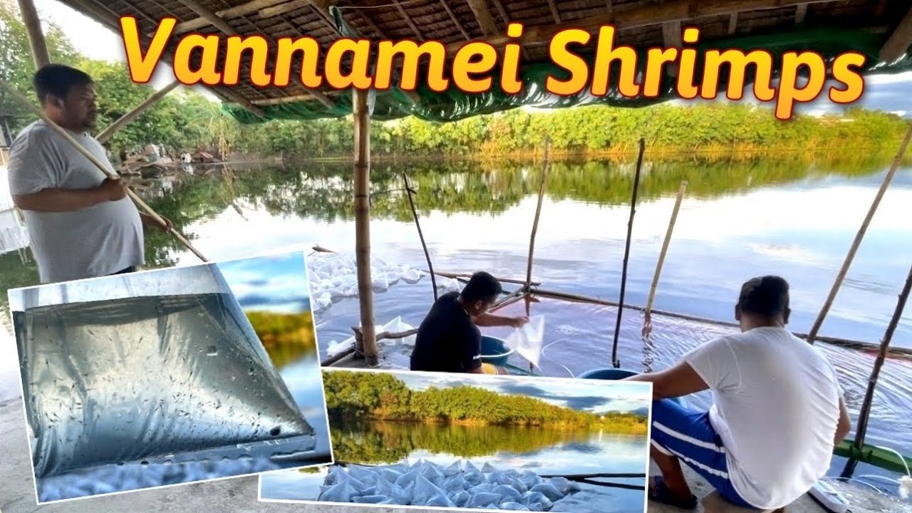 Shrimp Farming - Paglagay ng Semilya ng Hipon sa Fishpond | Guagua, Pampanga