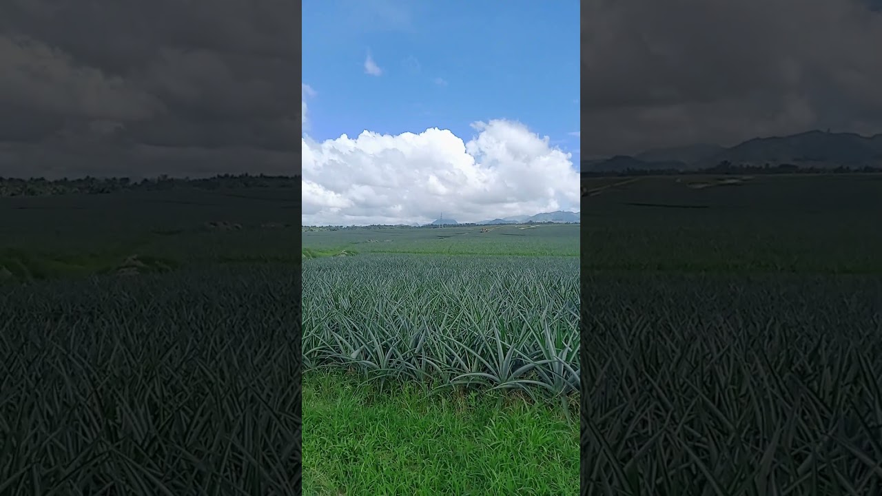 One of the Biggest Pineapple Plantation in Philippines.