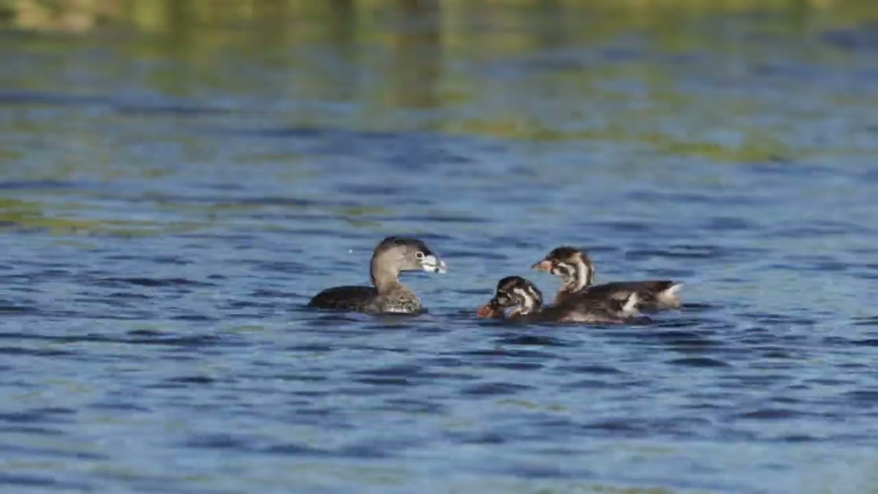 Watch How Pied-billed Grebes Feed Their Babies | Incredible Parenting