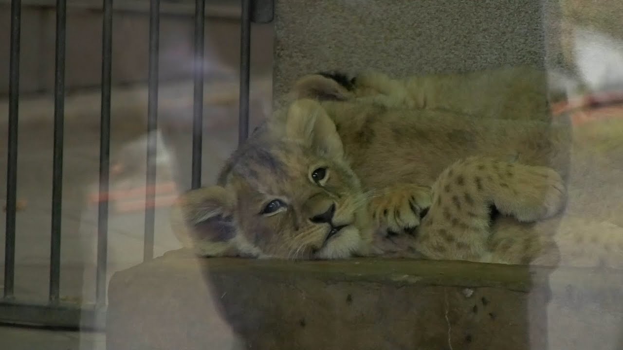 W chorzowskim ZOO przyszły na świat cztery lwiątka